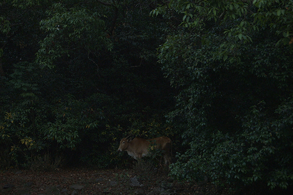 【レイトショー】<パヤル・カパーリヤー短編トリロジー>夏が語ること + アフタヌーン・クラウド + ラストマンゴー・ビフォア・モンスーン
【Late Show】<Payal Kapadia short film torilogy>And What is the Summer Saying + Afternoon Clouds + The Last Mango Before the Monsoon