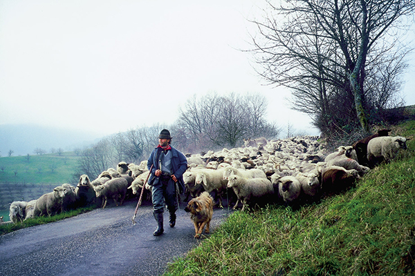 羊飼いのバラード
Shepherds' Journey into the Third Millennium